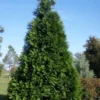 Green Giant Arborvitae - 7 Gallon Pot (3-4')