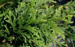Green Giant Arborvitae (Thuja) - 5 Gallon Pot -OLALA Plant Shop thuja green giant arborvitae 102 2