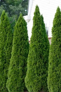 Emerald Green Arborvitae - 5 Gallon Pot -OLALA Plant Shop thuja occidentalis emerald green arborvitae 101