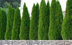 Emerald Green Arborvitae - 7 Gallon Pot (3-4') -OLALA Plant Shop thuja occidentalis emerald green arborvitae 102 1