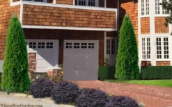 Emerald Green Arborvitae - 7 Gallon Pot (3-4') -OLALA Plant Shop thuja occidentalis emerald green arborvitae 106 1