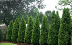 Emerald Green Arborvitae - 1 Gallon Pot -OLALA Plant Shop thuja occidentalis emerald green arborvitae 109 3