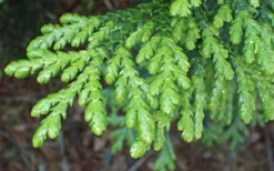 Hiba Arborvitae (Thujopsis Dolabrata) - 3 Gallon Pot -OLALA Plant Shop thujopsis dolabrata hiba arborvitae 1