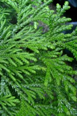 Hiba Arborvitae (Thujopsis Dolabrata) - 3 Gallon Pot -OLALA Plant Shop thujopsis dolabrata hiba arborvitae 10