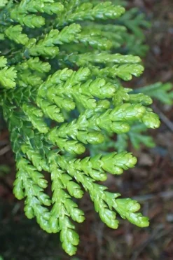Hiba Arborvitae (Thujopsis Dolabrata) - 3 Gallon Pot -OLALA Plant Shop thujopsis dolabrata hiba arborvitae 11