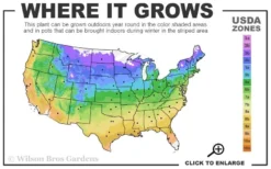 Hicks Columnar Yew (Taxus X Media) - 3 Gallon Pot -OLALA Plant Shop usda zone map