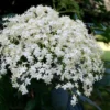 Nannyberry Viburnum - 1 Gallon Pot