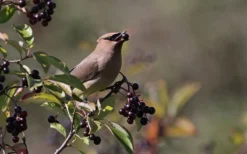 Nannyberry Viburnum - 1 Gallon Pot -OLALA Plant Shop viburnum lentago nannyberry 5