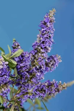 Delta Blues Chaste Tree (Vitex) - 7 Gallon Pot -OLALA Plant Shop vitex agnus castus delta blues 22