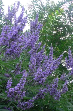 Shoal Creek Chaste Tree (Vitex) - 6 Pack Of 1 Gallon Pots