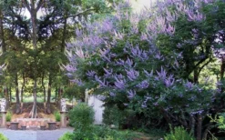 Shoal Creek Chaste Tree (Vitex) - 6 Pack Of 1 Gallon Pots 11 Shoal Creek Chaste Tree (Vitex) - 6 Pack Of 1 Gallon Pots -OLALA Plant Shop vitex agnus castus shoal creek chaste tree 53