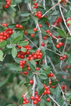Weeping Yaupon Holly (Ilex Vomitoria 'Pendula') - 7 Gallon Pot (4-5') -OLALA Plant Shop yaupon holly weeping 13 1